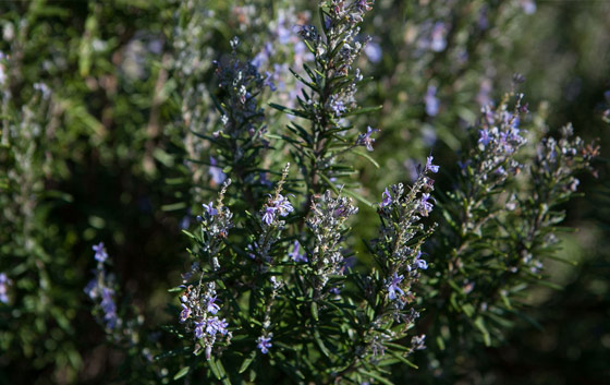 Plants and Herbs