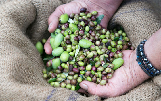 Olive harvest